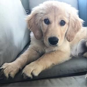 Meet your Posher, Lola